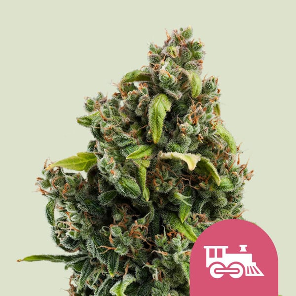 Royal Queen Seeds – Candy Kush Express (Fast Flowering) Feminized Seeds - 3 Seeds