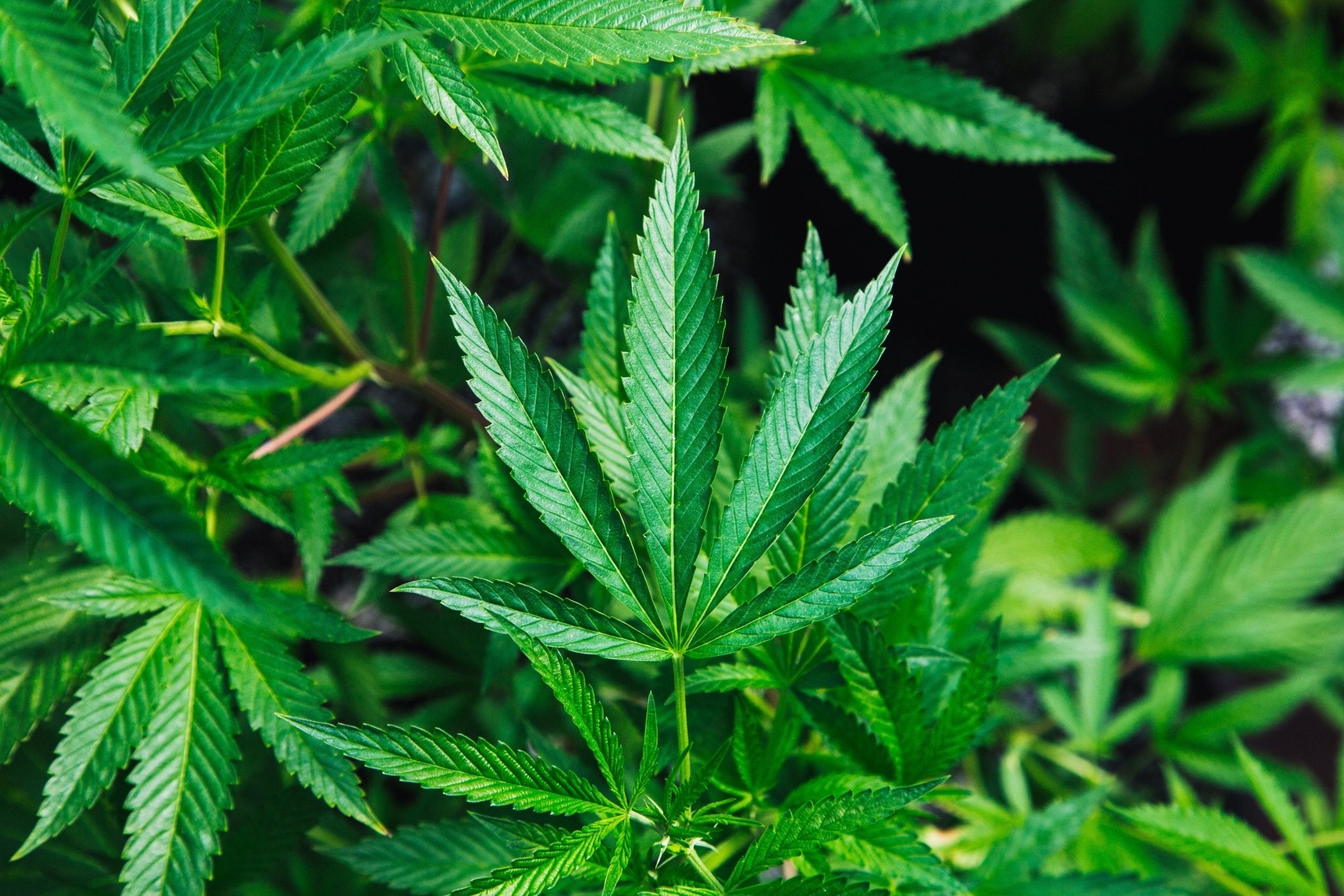 What Happens If I Consume Too Much Delta-8 THC? - Erth Wellness
