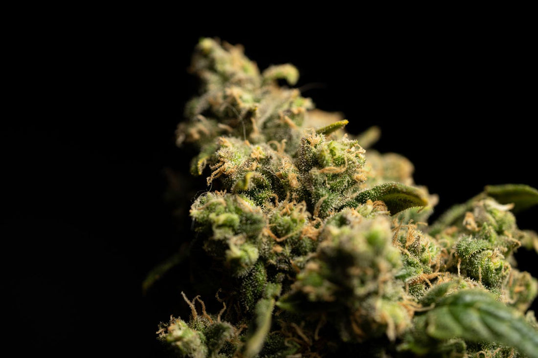 What is the Strongest CBD Flower for Relaxation? - Erth Wellness