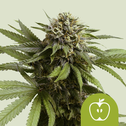 Royal Queen Seeds – Do-Si-Dos Auto Feminized Seeds (Fast Indica-Dominant Autoflower) - 3 Seeds