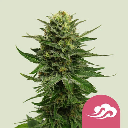 Royal Queen Seeds – Blue Mystic Feminized Seeds (Compact Blueberry Indica) - 3 Seeds