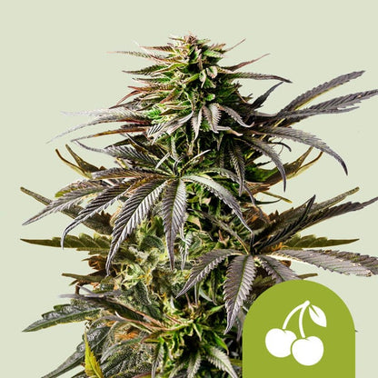 Royal Queen Seeds – Cherry Pie Auto Feminized Seeds (Fruity Hybrid Autoflower) - 3 Seeds