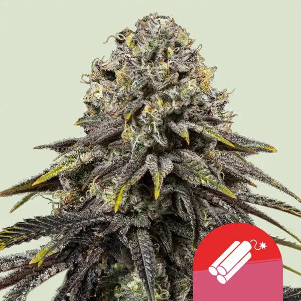 Royal Queen Seeds – Dynamite Diesel Feminized Seeds (Sour Diesel x Skywalker OG Indica-Dominant) – 3 Seeds