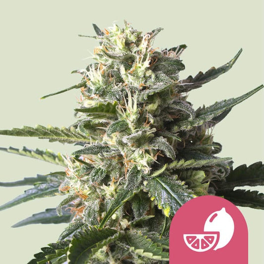 Royal Queen Seeds – Lemon Shining Silver Haze Feminized Seeds (Lemon Skunk Haze) - 3 Seeds