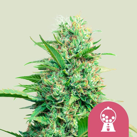 Royal Queen Seeds – Pink Runtz Feminized Seeds (Candy-Sweet Hybrid) - 3 Seeds