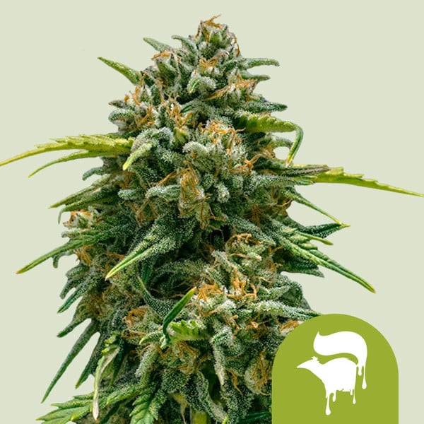 Royal Queen Seeds – Sweet Skunk Auto Feminized Seeds (Compact Skunk Autoflower) - 3 Seeds