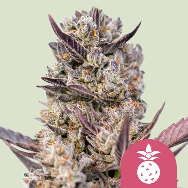 Royal Queen Seeds – Tropicana Cookies Purple Feminized Seeds (Purple Punch x Tropicana Cookies)  - 3 Seeds