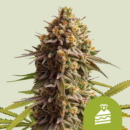 Royal Queen Seeds – Wedding Cake Auto Feminized Seeds (Dessert-Inspired Indica Auto) - 3 Seeds