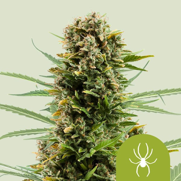 Royal Queen Seeds – White Widow Auto Feminized Seeds (Fast-Flowering Classic) - 3 Seeds